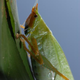 Illustration for article titled This insect has human ears